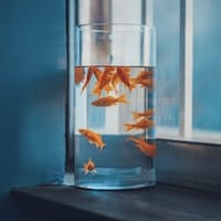 Ảnh đại diện người dùng